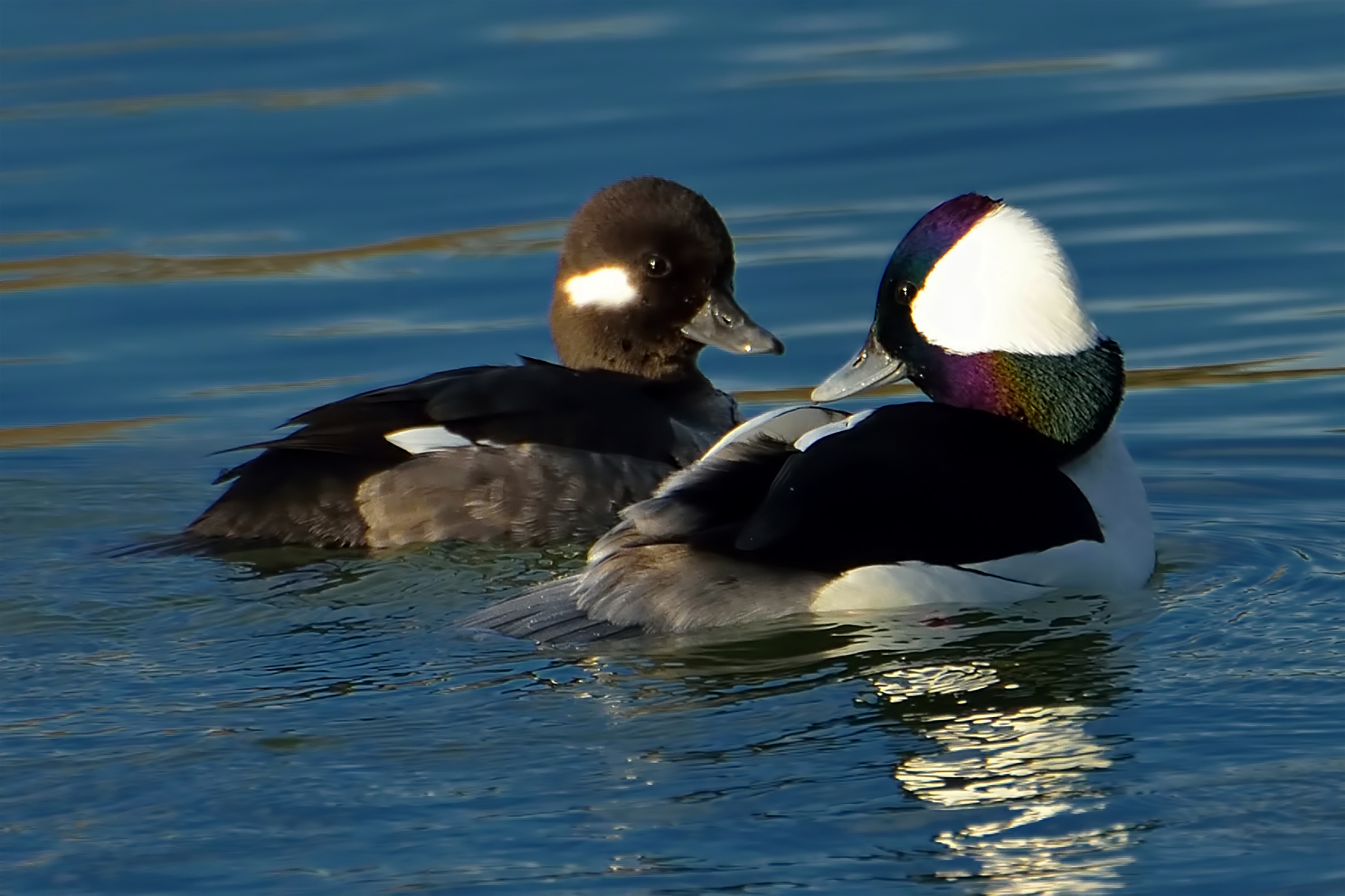 <p>Common name:</p><p>Genus and species:</p><p>Family:</p><p>Order:</p><p>Alpha Code</p>