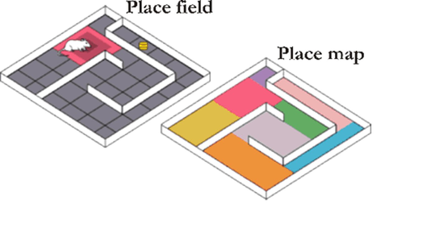 <p>a mental picture of the layout of the physical environment (making it easier to learn and recall things like directions and navigation)</p>