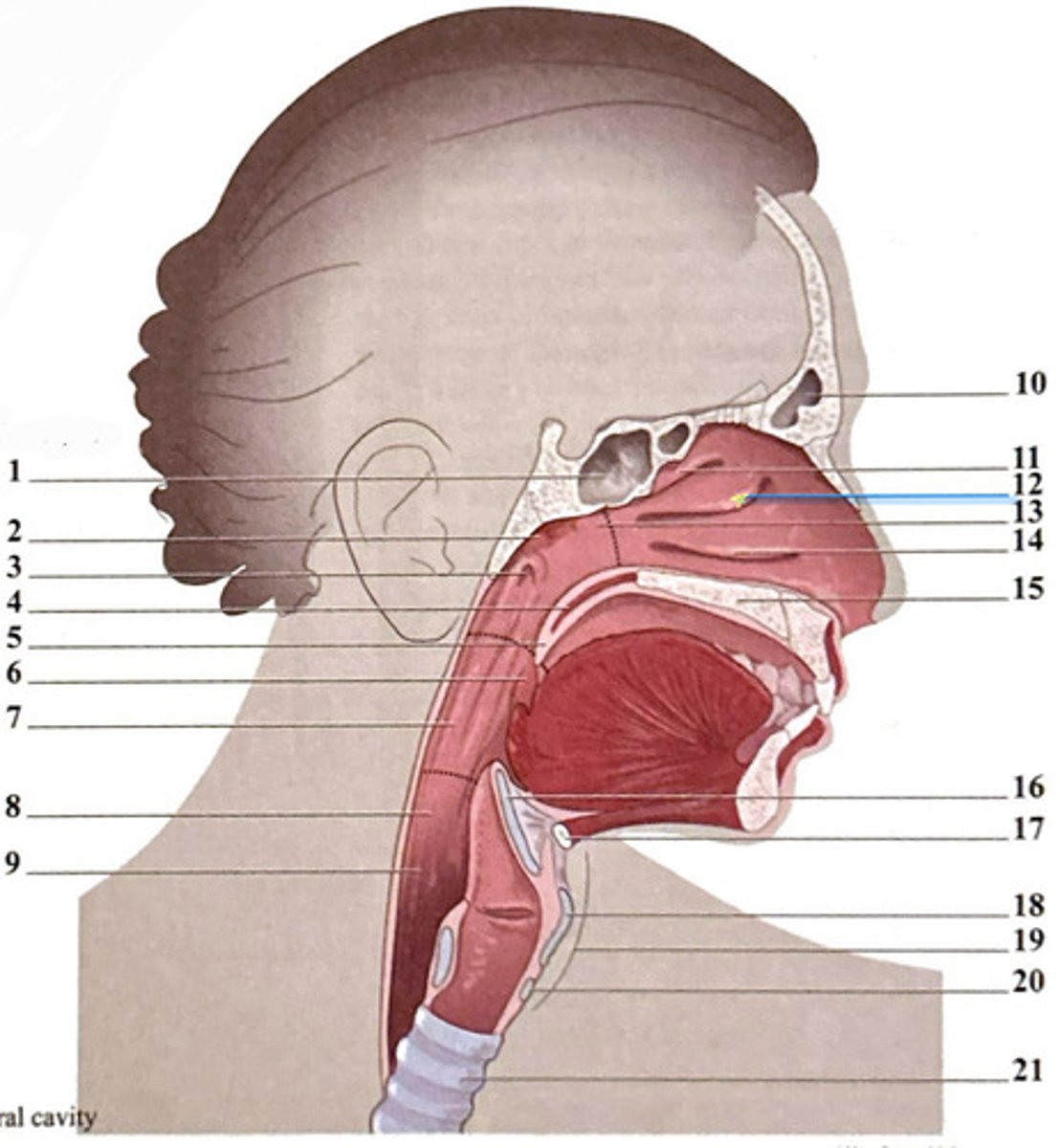 knowt flashcard image
