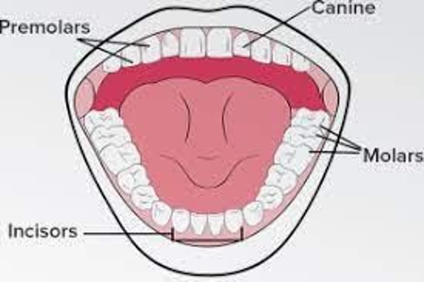 <p>Teeth used to cut food.</p>