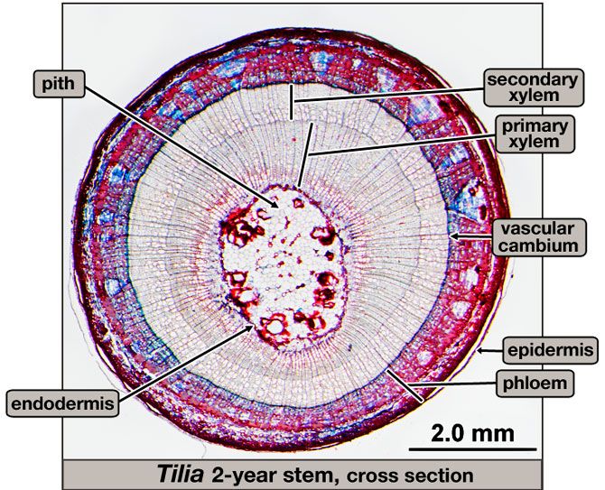 <p>vascular cambium</p>