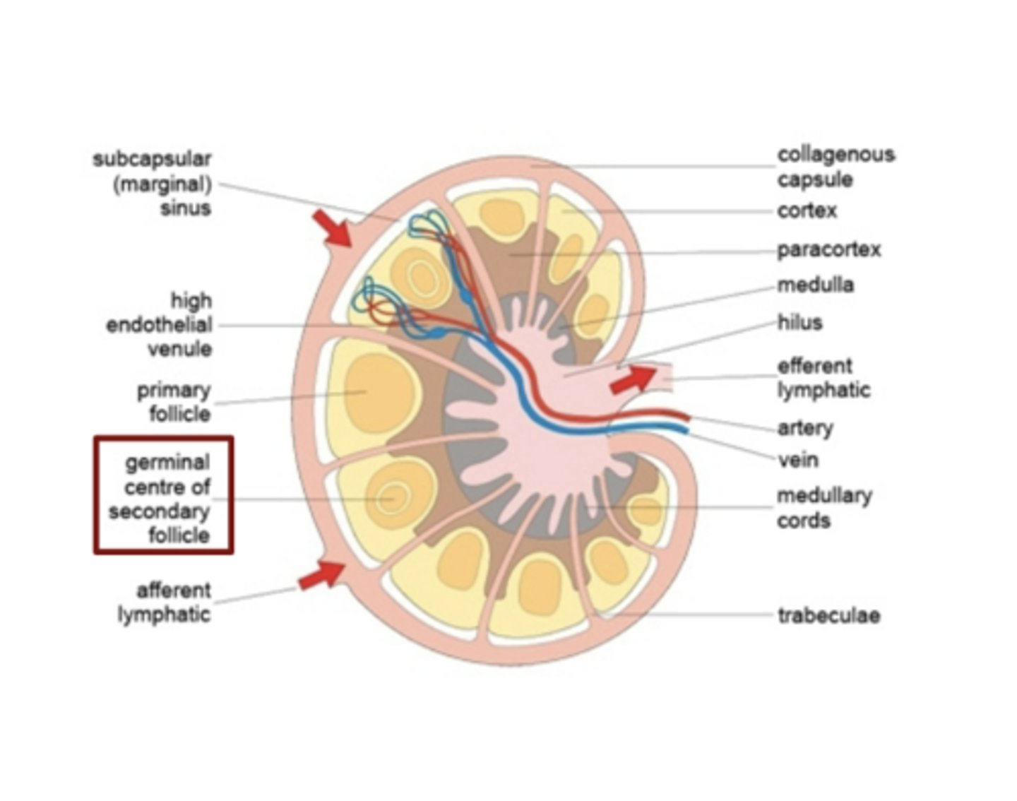 <p>Germinal center of the secondary follicle; this happens during T-dependent B cell Activation</p>