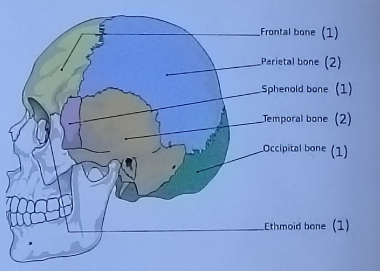 <p>Frontal bone (1)</p><p>Parietal bone (2)</p><p>Sphenoid bone (1)</p><p>Temporal bone (2)</p><p>Occipital bone (1)</p><p>Ethmoid bone (1)</p><p></p><p>Types: 6</p><p>Units: 8</p>