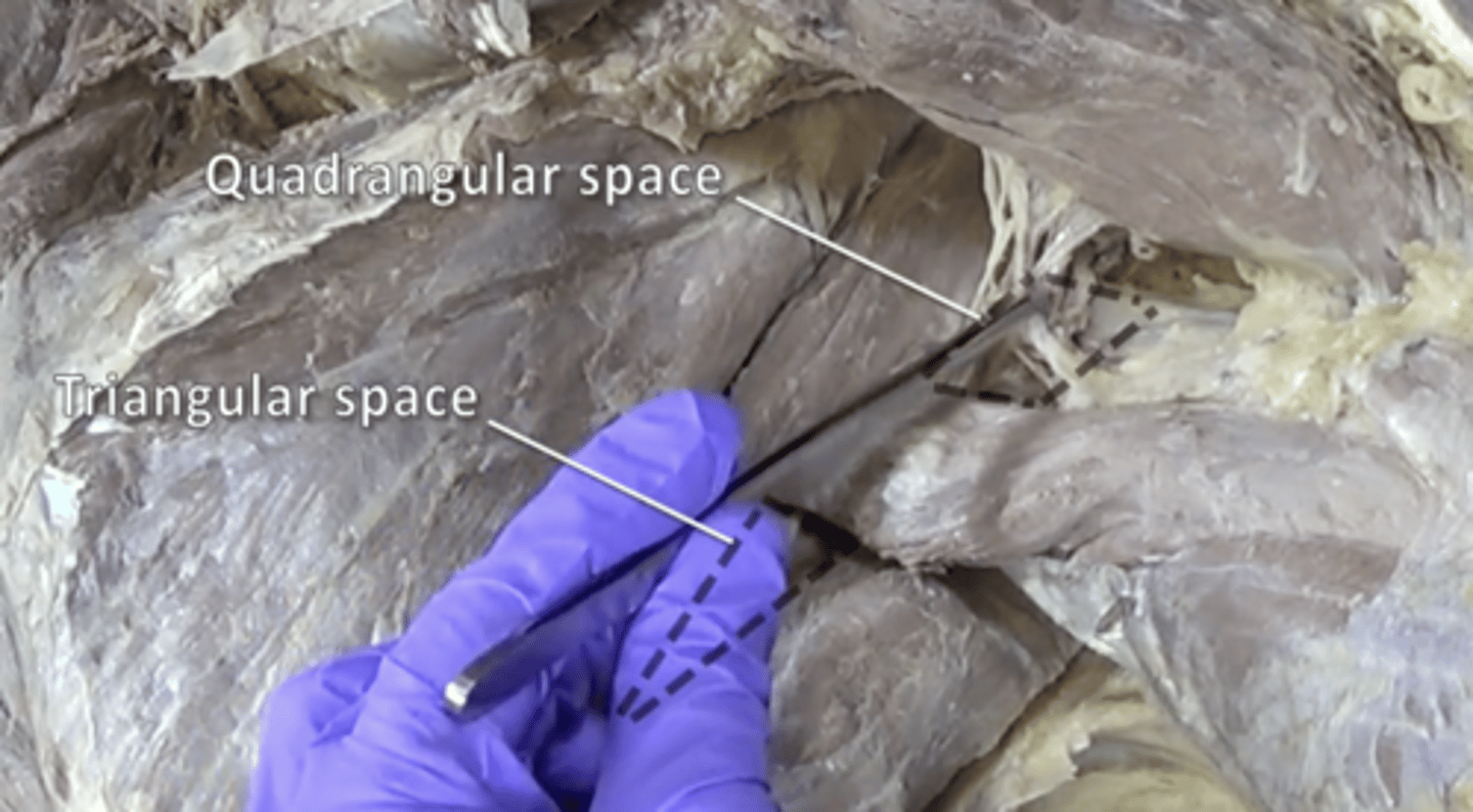 <p>quadrangular: axillary nerve and posterior circumflex humeral artery; triangular: circumflex scapular artery</p>