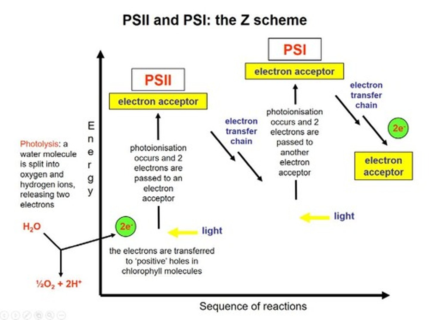 <p>First photosystem in the light-dependent reactions.</p>
