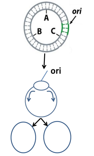 <p>Bidirectional replication (plasmids)</p>