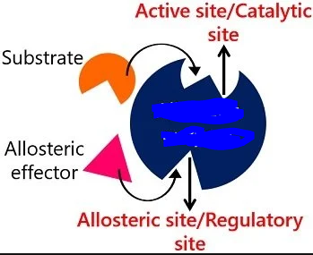 <p>Enzymes that typically have multiple active binding sites and display the property of cooperativity.</p><p>These enzymes have an S shaped graph if their rate of reaction is plotted against their concentration. This is due to their cooperativity and due to higher rate of reaction being achieved with a certain amount of substrates already there, due to the fact that substrate binding acts as an allosteric activators thus allowing for conformational change in the enzyme and allowing for more substrates to bind or on the other hand resulting in the activity of other sites going up thus resulting in a higher rate of production and higher rate of reaction in turn.</p><p>Picture attached shows an _____ enzyme.</p>