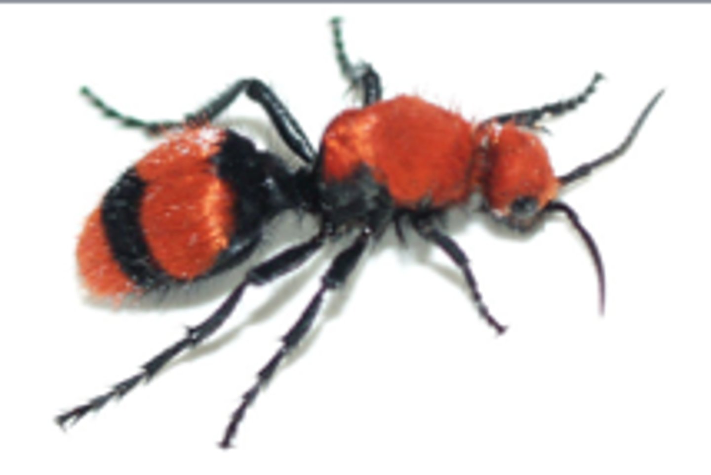 <p>With Wasps</p>