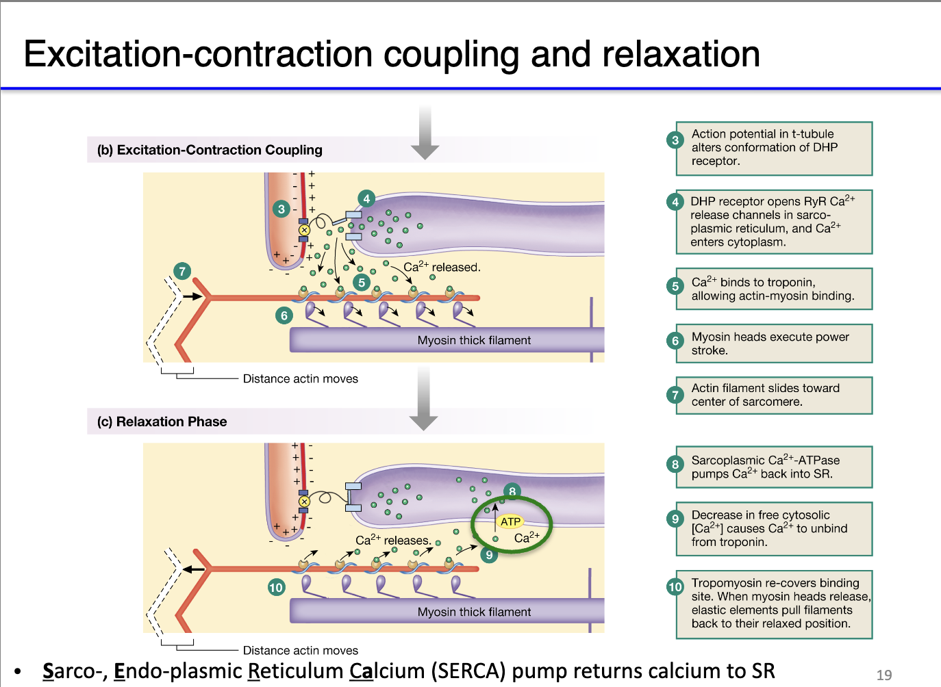 <ol><li><p><strong>Muscle relaxation requirement:</strong> After contraction, cytosolic Ca²⁺ must be removed so <strong>tropomyosin</strong> can block myosin-binding sites → sarcomeres relax.</p></li><li><p><strong>SERCA pumps:</strong></p><ul><li><p>Sarco/Endoplasmic Reticulum Calcium ATPases (SERCA) actively transport Ca²⁺ back into the sarcoplasmic reticulum.</p></li><li><p>This process consumes significant ATP, making relaxation energy-intensive.</p></li></ul></li><li><p><strong>Rhythmic contractions:</strong> Rapid Ca²⁺ clearance enables <strong>quick sequential contraction-relaxation cycles</strong>, crucial for high-performance muscles and rhythmic activities.</p></li><li><p><strong>Evolutionary/functional examples:</strong></p><ul><li><p><strong>Billfish “heater” muscle:</strong> Leaky ryanodine receptors cause futile Ca²⁺ cycling → SERCA works harder → ATP consumption generates heat.</p></li><li><p><strong>Athletic skeletal muscle:</strong> Efficient SERCA function allows fast, repeated contractions → supports endurance and high-speed movements.</p></li></ul></li></ol><p></p>