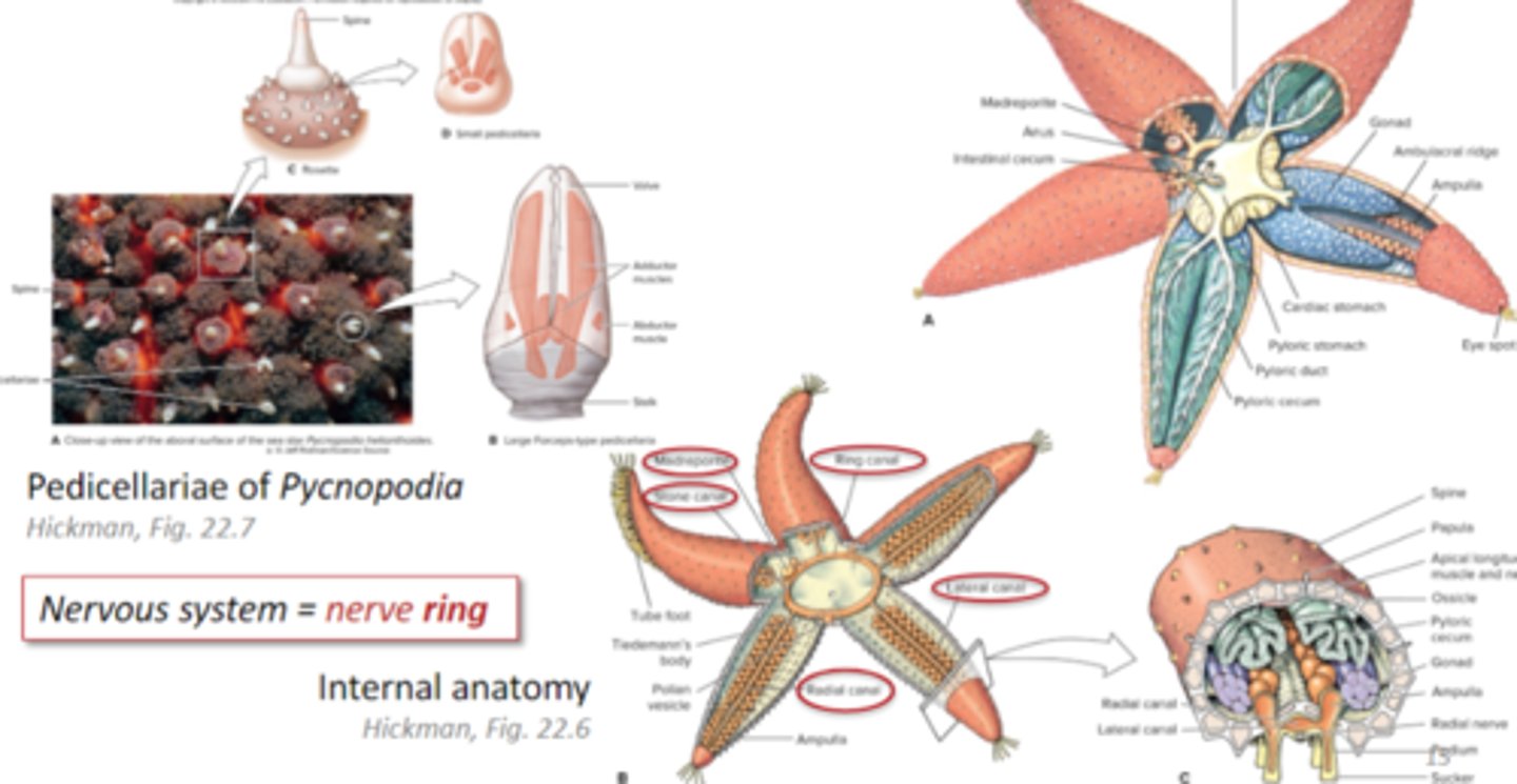 <p>sea star nervous system</p>