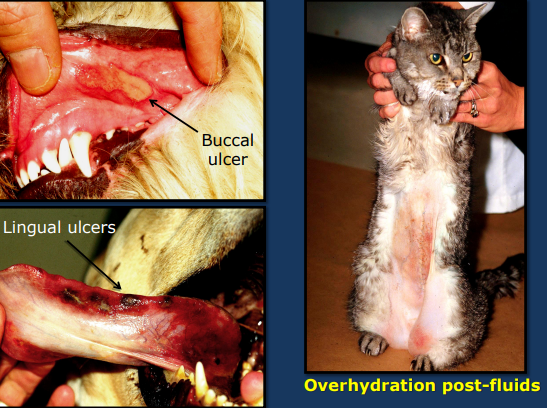 <ul><li><p><strong><u>History</u></strong>: Absence of longstanding PU/PD, potential for renal ischemia or nephrotoxin exposure, oliguria, polyuria, non specific signs</p></li><li><p><strong><u>PE</u></strong>: normal BCS, uremic breath, oral ulcers, hypothermia(nephrosis) or hyperthermia (nephritis), back pain(renal pain)</p><ul><li><p><strong>Absence of pallor MM</strong></p></li><li><p><strong>No evidence</strong> of lower urinary tract <u>obstruction</u></p></li></ul></li><li><p><strong><u>Labs</u></strong>: chemistry/cbc/UA/renal size(normal to large)/renal biopsy</p><ul><li><p>labs <strong>BEFORE</strong> treatment = helpful</p><ul><li><p><strong><u>uremia</u></strong> usually are <strong>more severe</strong> than <strong>in pre-renal azotemia</strong></p></li></ul></li><li><p><strong><u>CBC:</u></strong> increased BUN, creatinine, phosphorus (severe)</p><ul><li><p><u>hyperkalemi</u>a severely impaired renal excretory function and oliguria</p></li></ul></li></ul></li></ul><ul><li><p><strong><u>Hemogram</u></strong>: Anemia = NOT early on (more common with CKD)</p><ul><li><p>TP = normal to elevated (hydration)</p></li><li><p>+/- thrombocytopenia (Lepto)</p></li><li><p>Inflammatory / stress leukogram</p></li></ul></li><li><p><strong><u>UA: </u></strong>DILUTE very early on 1.007-1.017</p><ul><li><p>Does <strong>NOT</strong> differentiate AIRF from CKD (both have low USG)</p></li><li><p>Proteinuria, Hematuria, May see glucosuria w/ normal blood glucose</p></li><li><p>Increased WBC, RBC, tubular epithelial cells = Non-specific reaction to renal injury</p></li></ul></li><li><p><strong><u>Blood gases</u></strong>: Moderate / severe metabolic acidosis during</p><p>maintenance phase of AIRF</p></li></ul><img src="https://knowt-user-attachments.s3.amazonaws.com/0daee086-8a45-4012-a7b0-086afc20f37e.png" data-width="50%" data-align="center"><p></p>