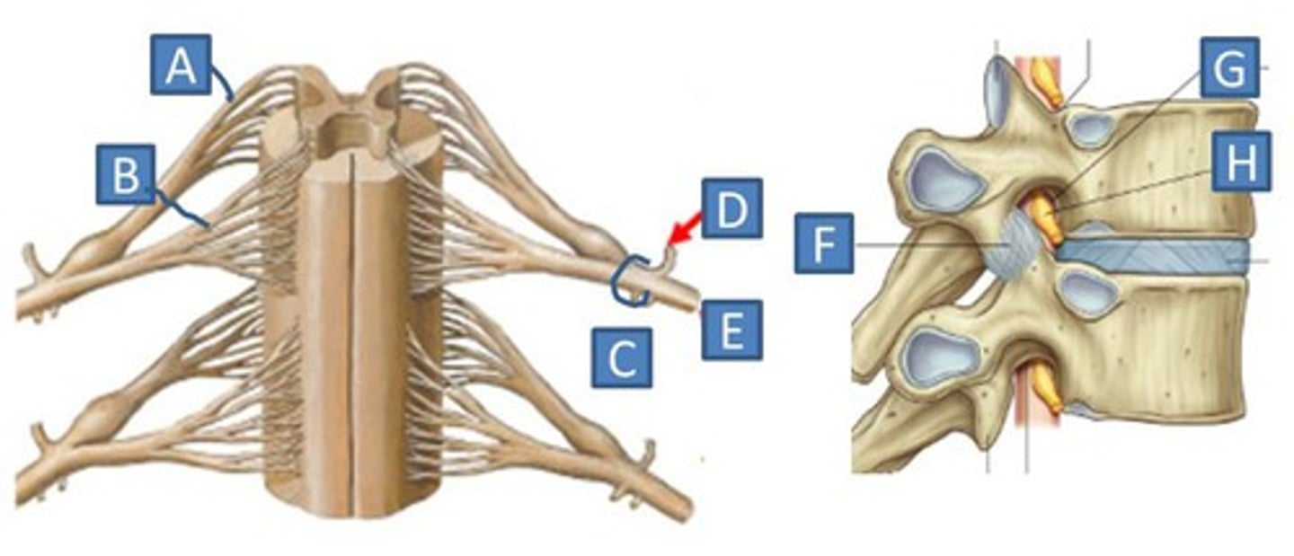 <p>Structure D</p><p>Where the dorsal and ventral roots merge</p>