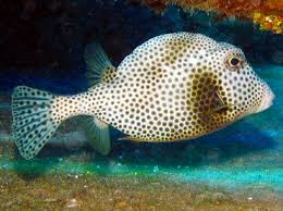 <p>many spots, odd shape</p>