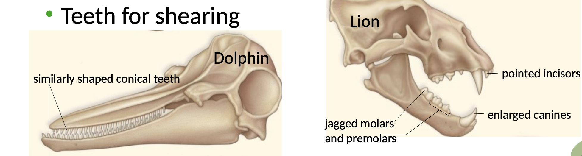 <ul><li><p>Dolphins</p><ul><li><p>similarly shaped conical teeth</p></li></ul></li><li><p>Lions</p><ul><li><p>pointed incisors</p></li><li><p>enlarged canines</p></li><li><p>jagged molars and premolars</p></li></ul></li></ul>