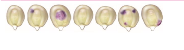 <p>A geneticist examines an ear of corn in which most kernels are yellow, but she finds a few kernels with purple spots, as shown here. Give a possible explanation for the appearance of the purple spots in these otherwise yellow kernels, accounting for their different sizes.</p>