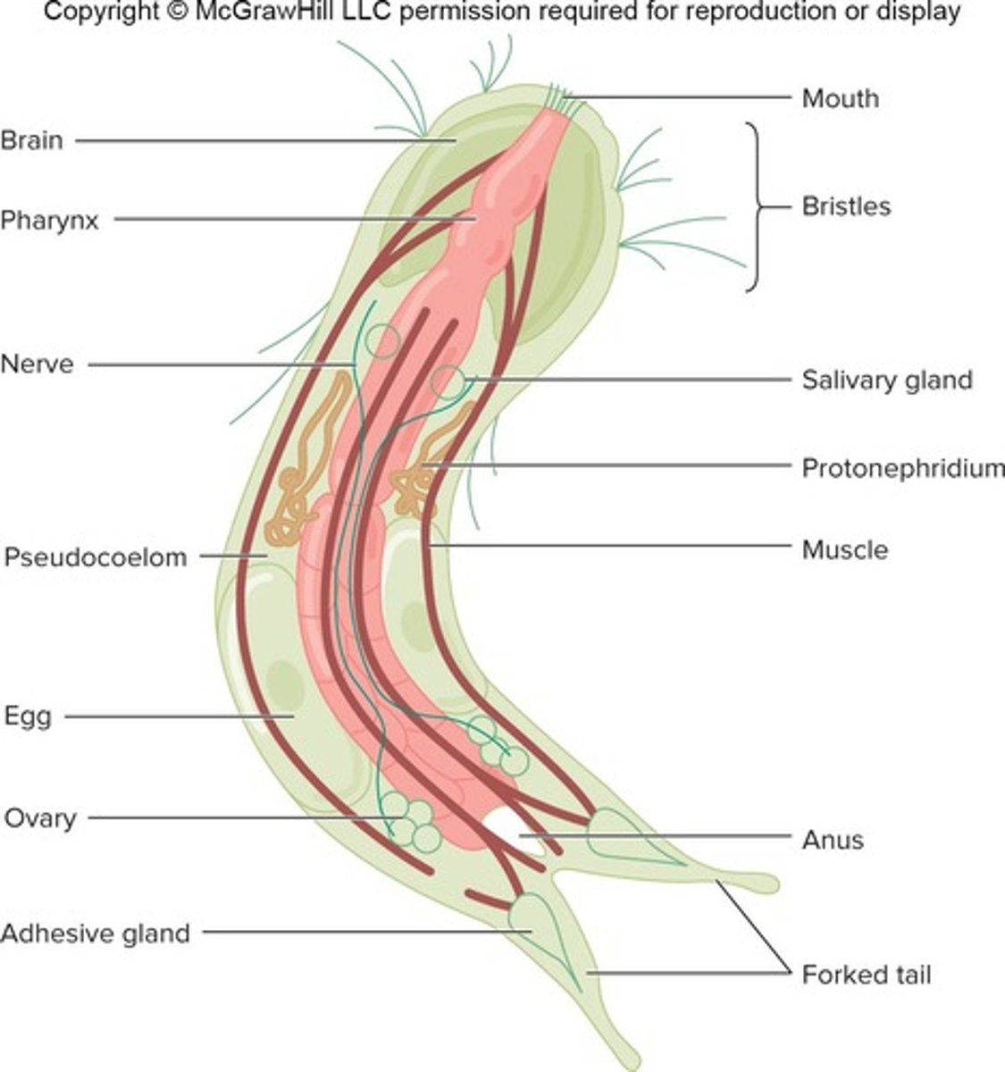 <p>Phylum Gastrotricha.</p>