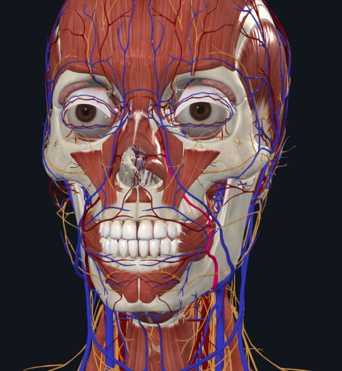 <p>What is highlighted in pink</p>