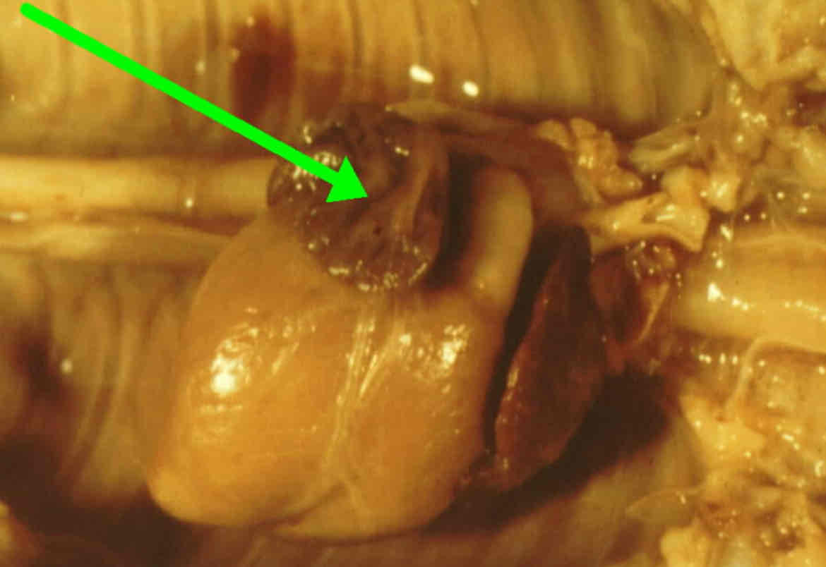 <p>Identify this structure</p>