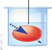 <p>what solution is added</p><p>and what is its conc.</p><p>and what happens to the cell</p>