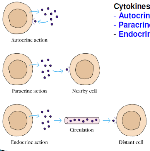 <ol><li><p>paracrine</p></li><li><p>autocrine</p></li><li><p>endocrine</p></li></ol><p></p>