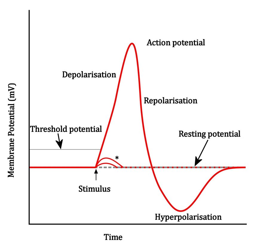 <ol><li><p>Depolarisation to threshold.</p></li><li><p>Activation of sodium channels and rapid depolarisation.</p></li><li><p>Inactivation of sodium channels and activation of potassium channels.</p></li><li><p>Closing of potassium channels.</p></li><li><p>Back to resting membrane potential.</p></li></ol><p></p>