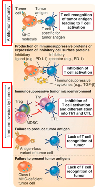 <p>Tumors can evade immune attack</p><p>Immune response may be weak because most tumor antigens are poor immunogens and they differ only slightly from self-antigens</p>