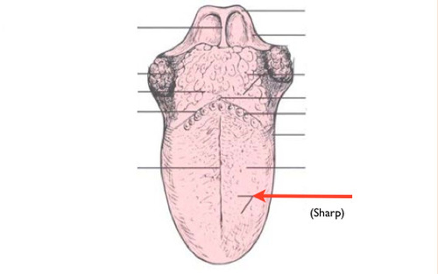 <p>- Helps the tongue grab onto food<br>- NO taste buds</p>
