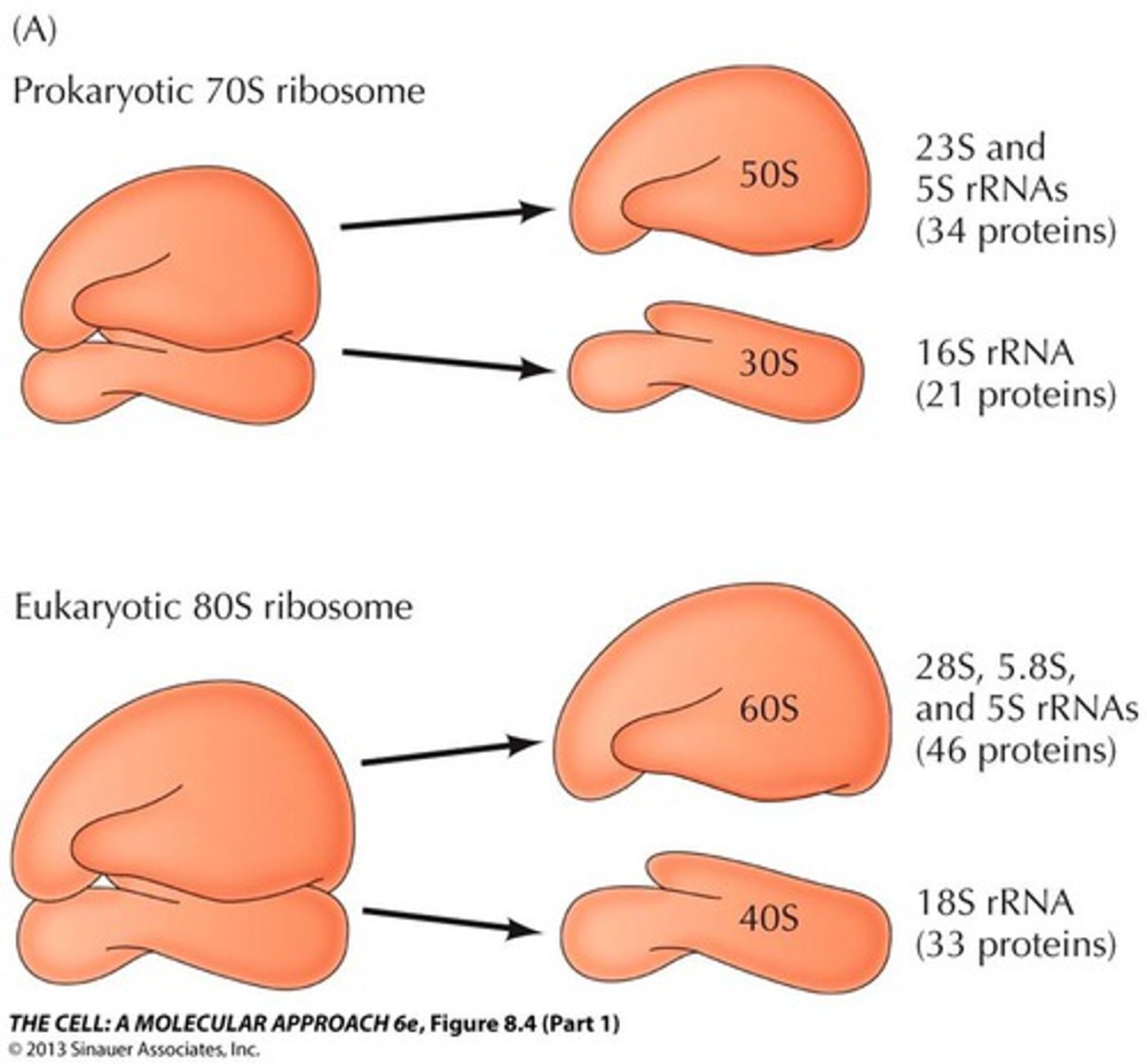 <p>Build proteins</p>