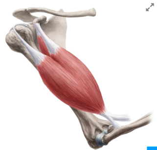 <p>Biceps Brachii origins/insertions</p>