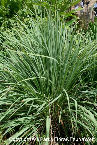 <p>Biological Origin:<strong> Cymbopogon citratus (DC.) Stapf (Poaceae)</strong></p><p>Common Name: <strong><u>Tanglad, lemon grass</u></strong></p><p>Part used: <strong>Leaves, roots</strong></p><p>Medicinal use:</p><ul><li><p><strong>Antifungal</strong></p></li><li><p><strong>Antibacterial</strong></p></li><li><p><strong>Antiprotozoal</strong></p></li><li><p><strong>Anti-inflammatory</strong></p></li><li><p><strong>Anti-carcinogenic</strong></p></li><li><p><strong>Antioxidant</strong></p></li></ul><p>Secondary metabolites:</p><ul><li><p><strong>Citral</strong></p></li></ul><p>Note on the quiz:</p><ul><li><p>To differentiate the difference between tanglad and citronella, citronella has a reddish </p><p>color near its roots, but if it’s green all the way it’s tanglad. Tanglad also does not have </p><p>an evident smell unless you break the leaf, while citronella does not need to be broken </p><p>for the smell to be evident</p></li></ul>