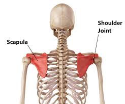 <p>A large, flat bone in the upper back that connects the humerus to the clavicle.</p>