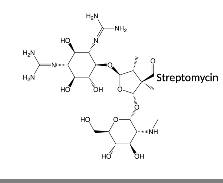 <p>Category <strong>C</strong></p><p>Molecule composed of amino-modified sugars, often used as first line EVEN THOUGH category <strong>C</strong></p><p>ALL inhibit bacterial protein synthesis, most bactericidal (depends on concentration), <strong>concentration dependent</strong> antimicrobial with potential for SEVERE adverse effects</p><p>products from the <em>Steptomyces</em> genus = -mycin</p><p>products from <em>Micromonospora</em> genus = -micin</p>