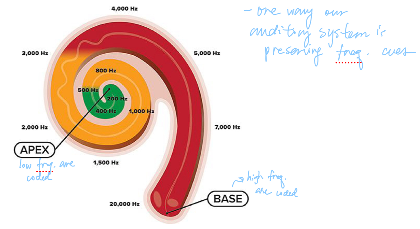 <p>place coding, different frequencies are coded at different places along the basilar membrane; high frequency sounds produce firing from neurons at the base of the cochlea, low-frequency sounds produce firing at the apex</p>