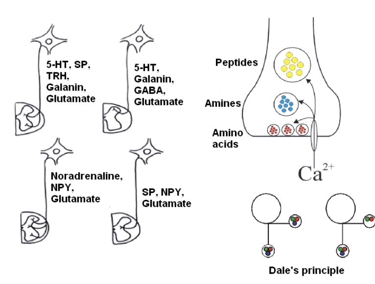 <p>Slow pathways NTs and Neuropeptides</p>