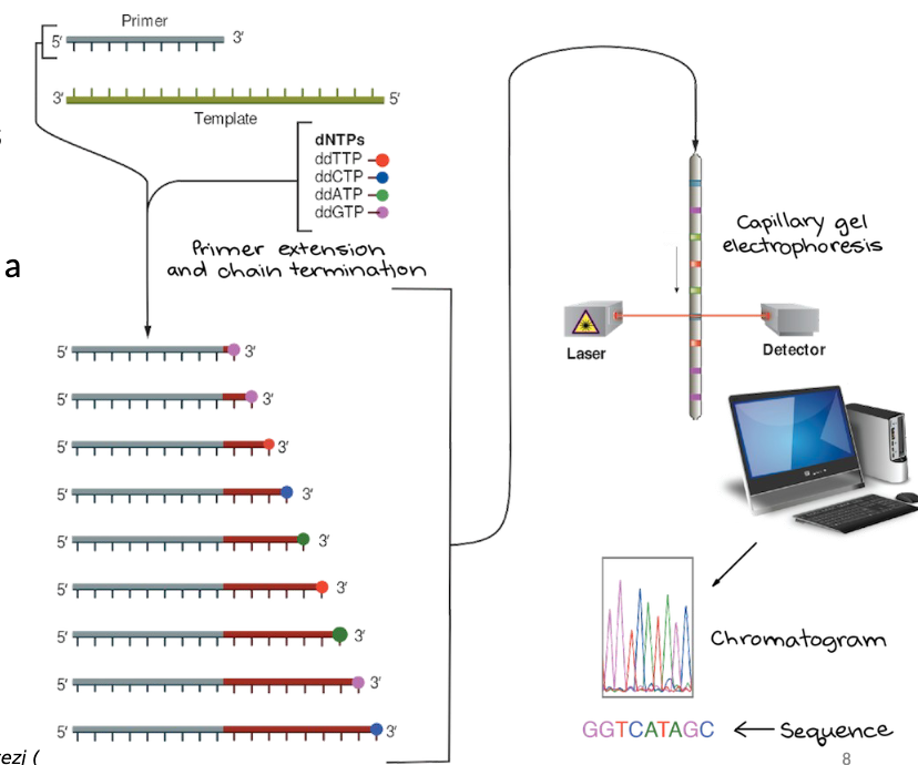 <p>A chain termination method that starts like PCR, but adds dideoxynucleotides (ddNTPs) as well as dNTPs which are chain terminating versions of each nucleotide that are labelled with a different color dye.</p>