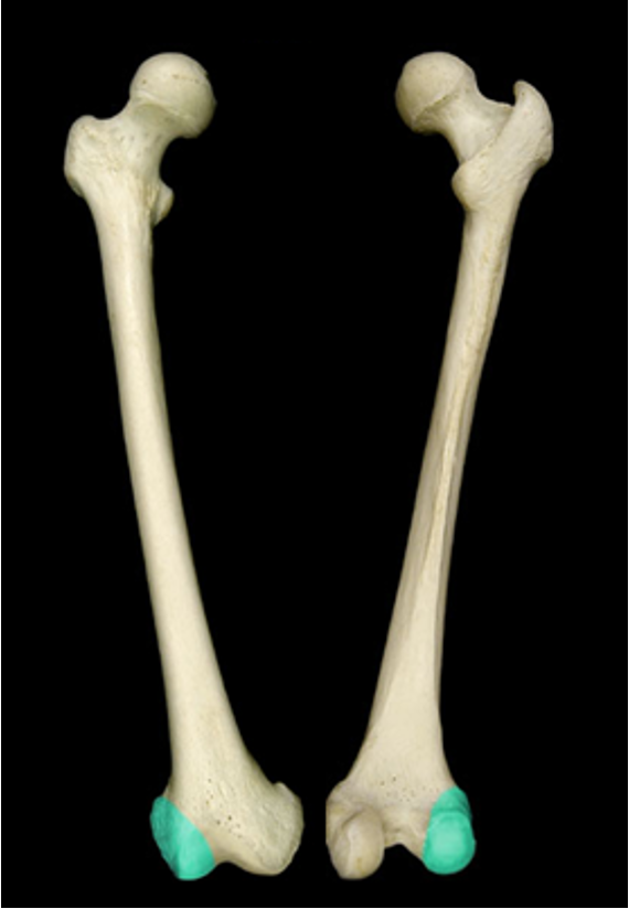 <p>smooth knob-like on the lateral femur</p>