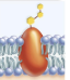 <p>glycoproteins are part of the MHC (major histocompatibility complex), which helps a cell recognize self from non-self</p><p>can cause problems with organ donors</p>