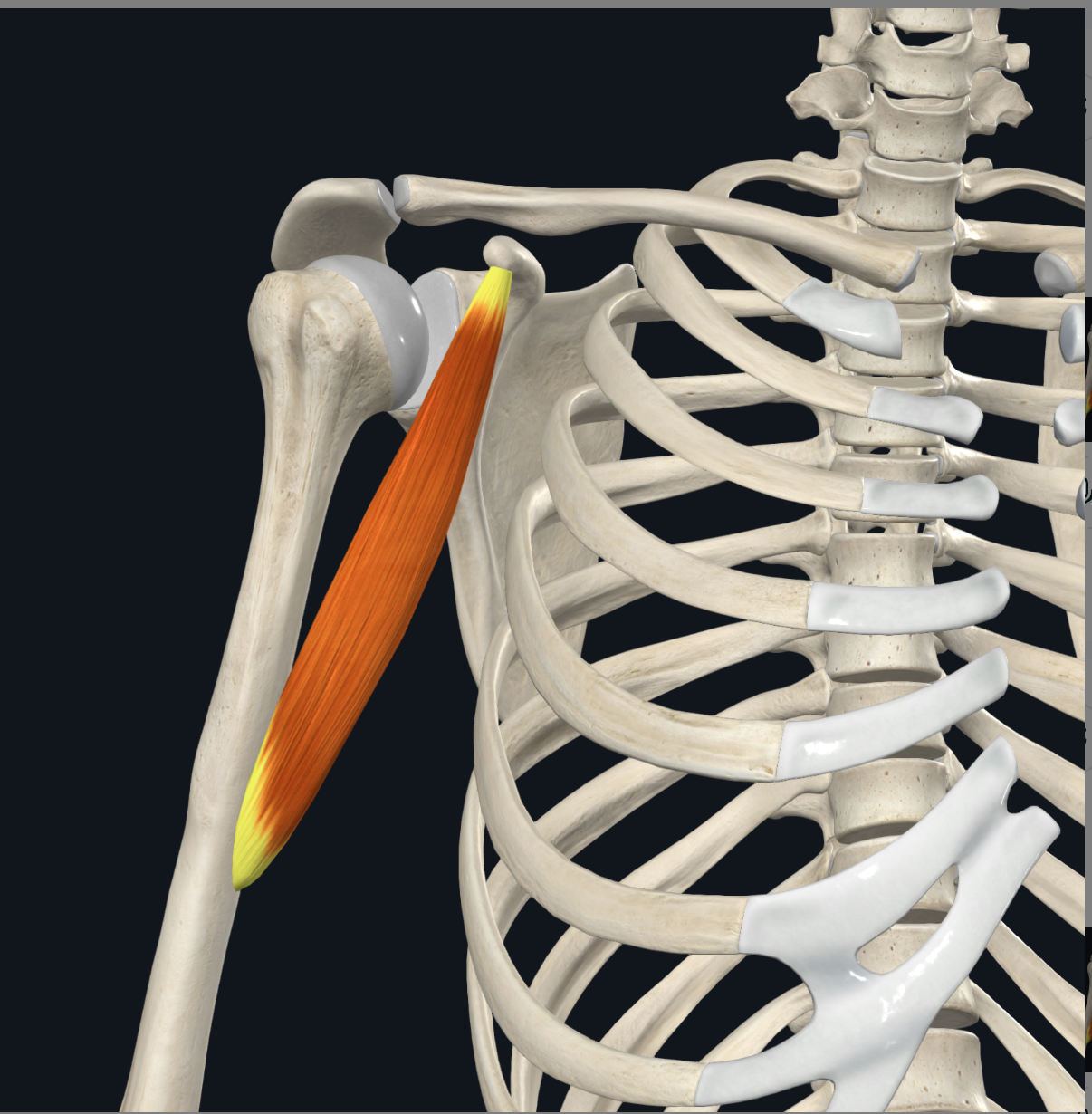 <p>the medial surface of the middle of the humerus</p>