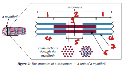 <p>Label the Sarcomere Structure (1→7)</p>