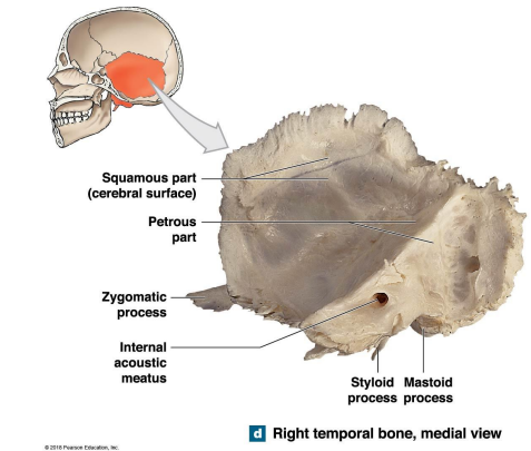 <ul><li><p>Internal acoustic meatus - carries blood vessels and nerves - internal ear</p></li></ul>