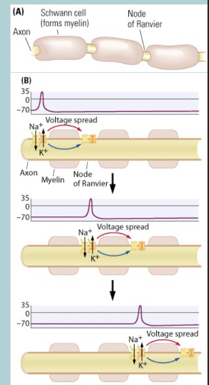 <p>Saltatory conduction:</p><ul><li><p>The action potential is REGENERATE fully at each NODE of RANVIER&nbsp;</p></li><li><p>Action potential jumps from NODE to NODE&nbsp;</p></li><li><p>Moves FASTER (up to 150m/s) than opening millions of channels over a comparable portion of an UNMEYLINATED neuron (0.5-10m/s)</p></li></ul><p></p>