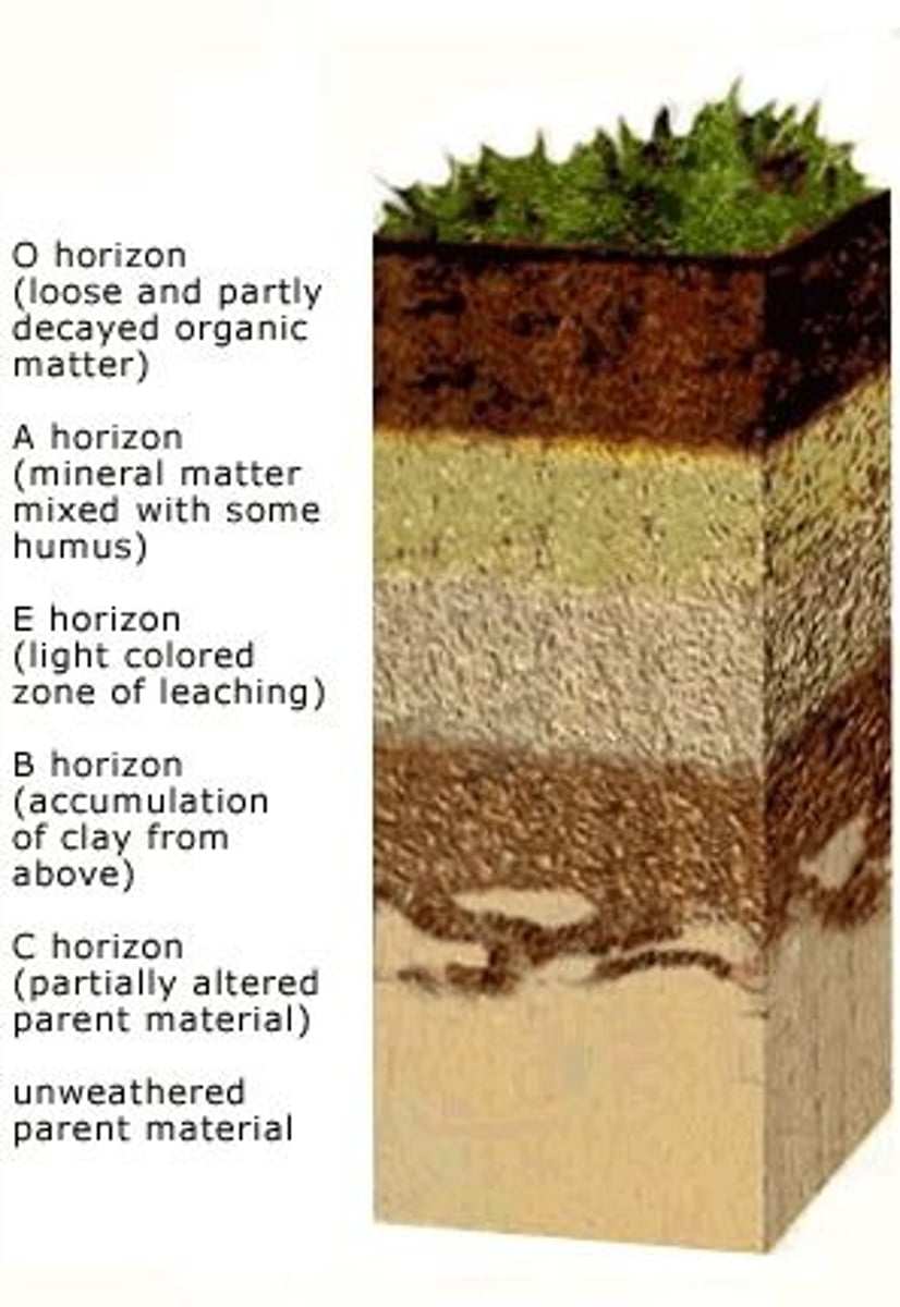<p>the zone of illuviation, meaning it is where materials that were washed out of upper horizons (especially the E horizon) accumulate. As water moves downward through the soil, it carries fine clays, iron, aluminum, and dissolved minerals with it; these are then deposited and build up in the B horizon. Because this buildup only happens after soil has been developing for a long time, B horizons do not appear in very young soils. B horizons are often very thick in humid regions, where high precipitation increases downward water movement and therefore increases the amount of material transported into this layer.</p>