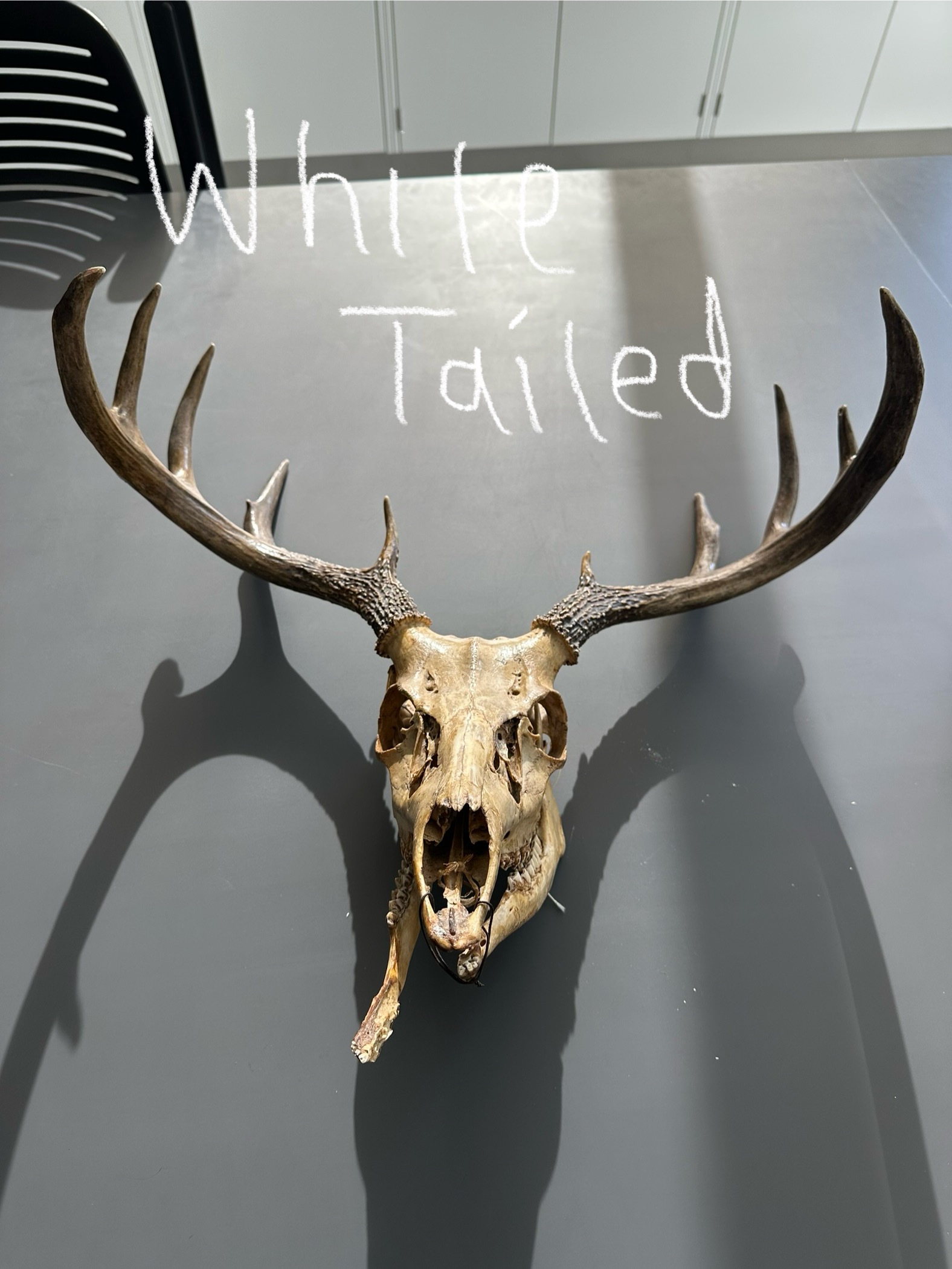 <p>What species do these antlers belong to?</p>