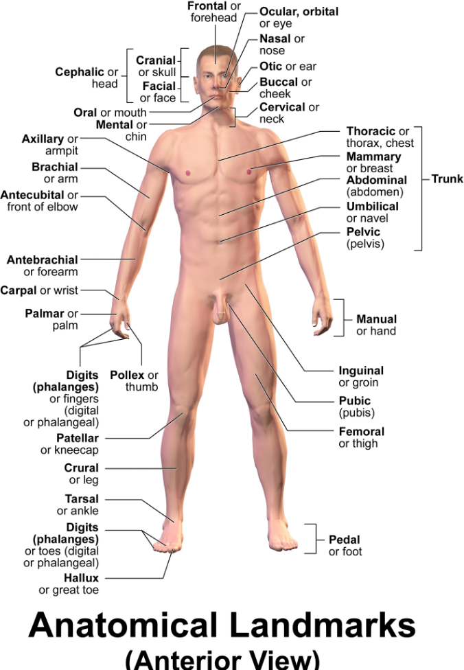 <p>A subfield of gross anatomy that focuses on superficial markings on the body.</p>