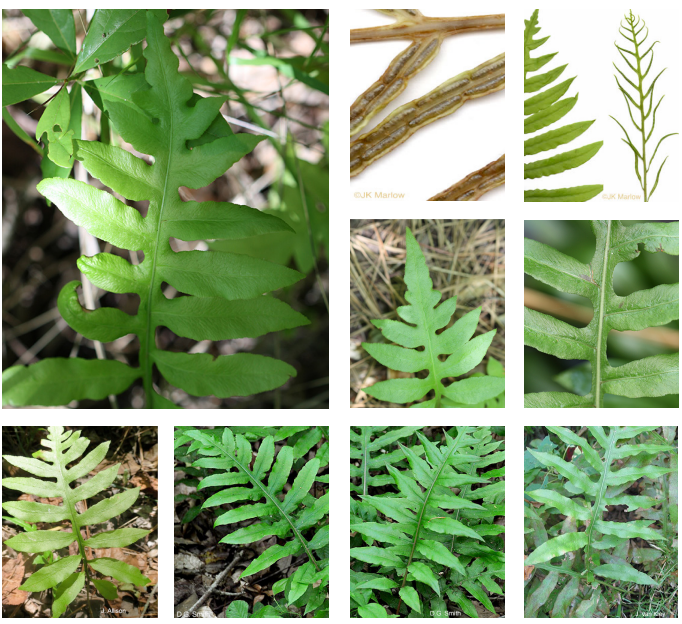 <p>Netted chain fern</p>