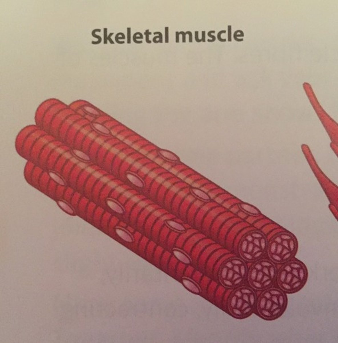 <p>- voluntary contractions</p><p>- striated and multinucleate</p><p>- attached to bones</p>