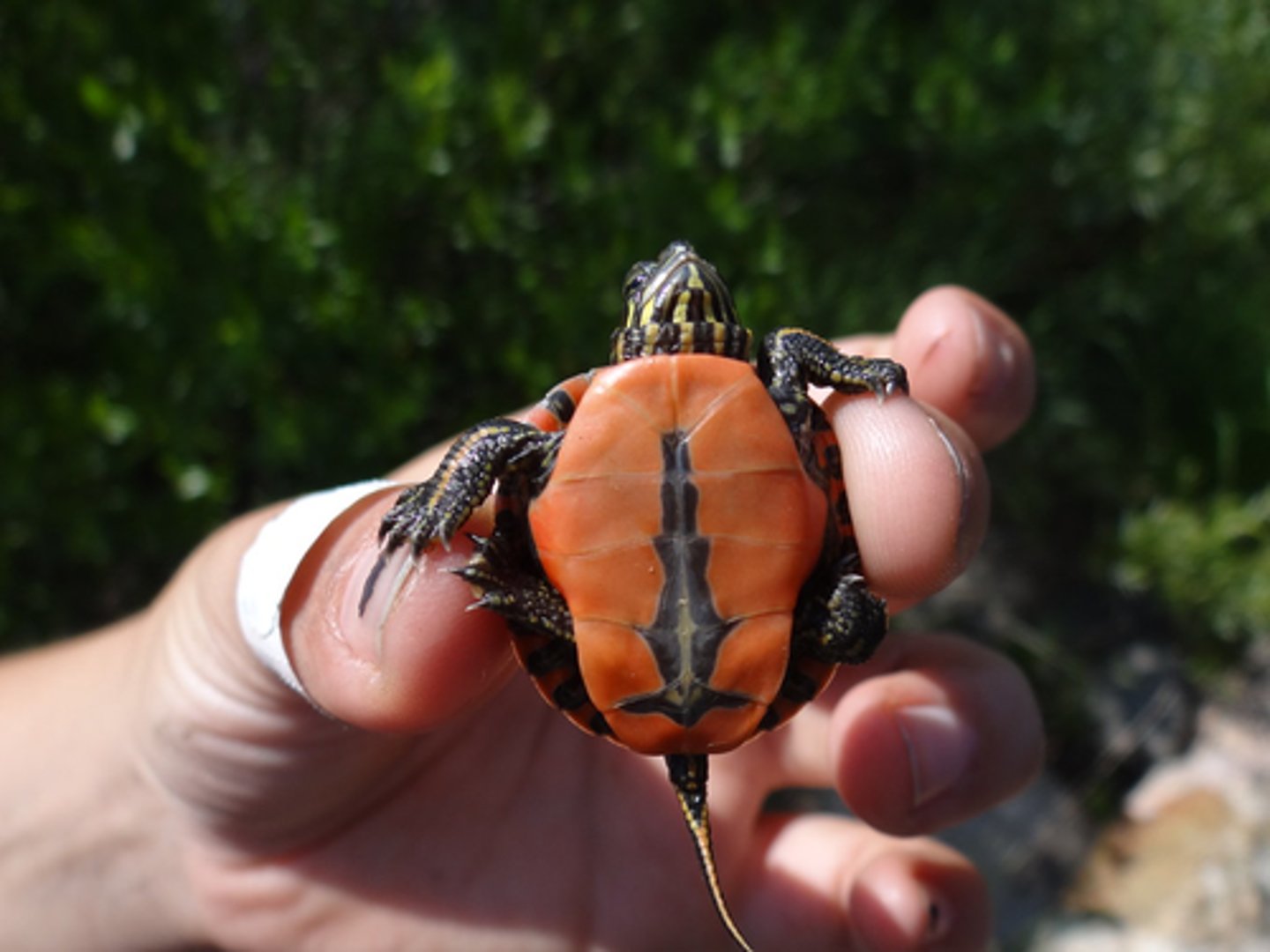<p>- narrower dark coloration down midline of plastron</p>