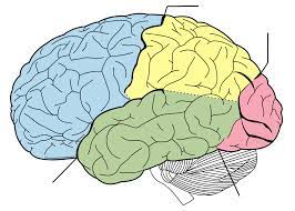 <p>Occipital lobe location and function</p>