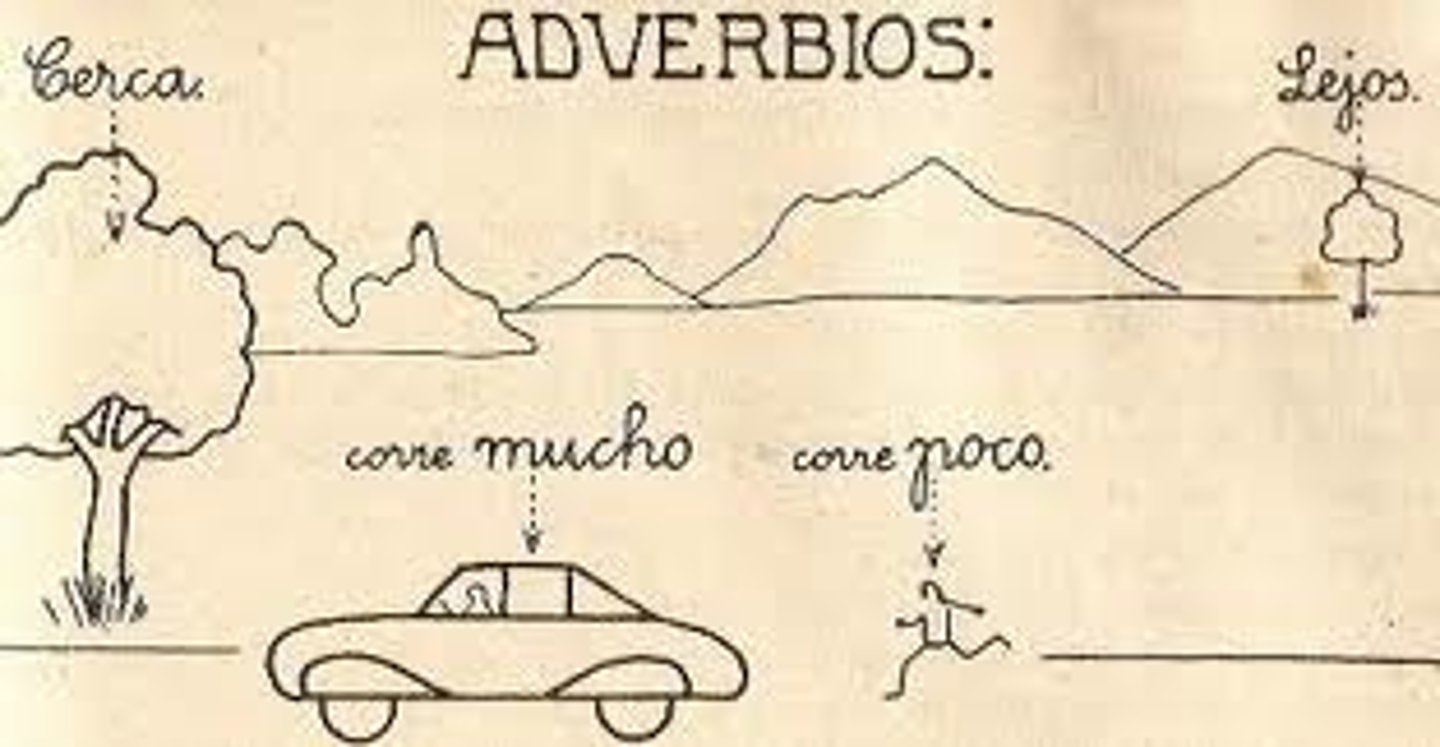 <p>ADVERBS</p>