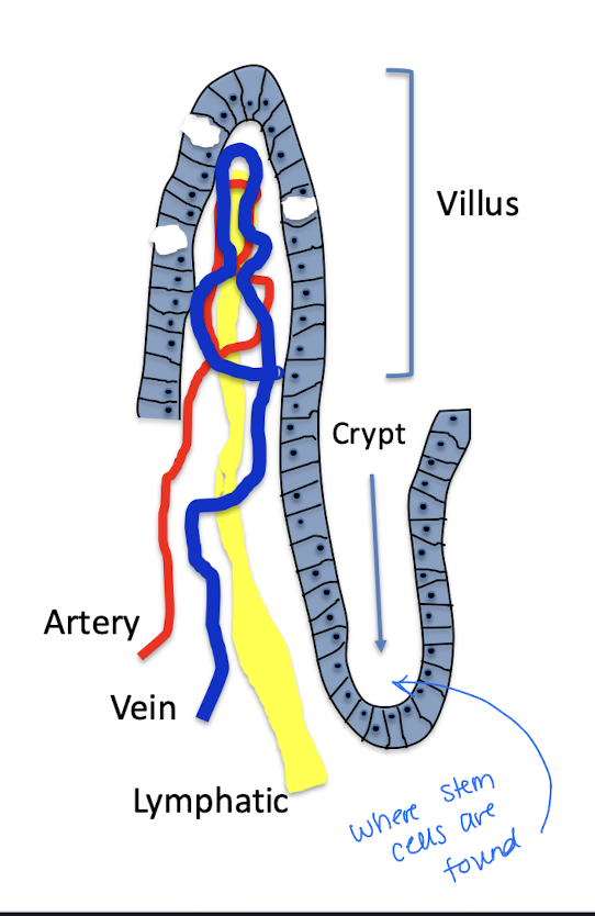 <ol><li><p>Live within the villi and have cell turnover 3-6 days</p></li><li><p>cell types in villus: secretory cells, endocrine cells, goblet cells, mature absorptive epithelial cells</p></li><li><p>cells in enterocyte divide and migrate up the crypts become mature absorptive cells</p></li><li><p>enterocytes are shed into lumen to become part of ingesta to be digested and absorbed</p></li></ol><p></p>